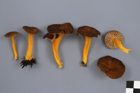 Craterellus lutescens image